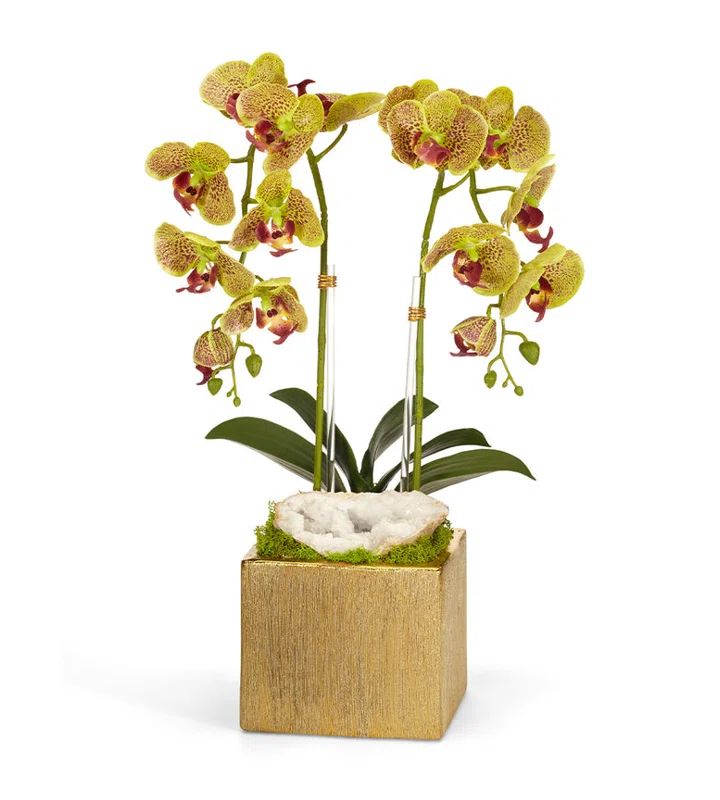 Green Orchid Arrangement in Gold Ceramic Pot