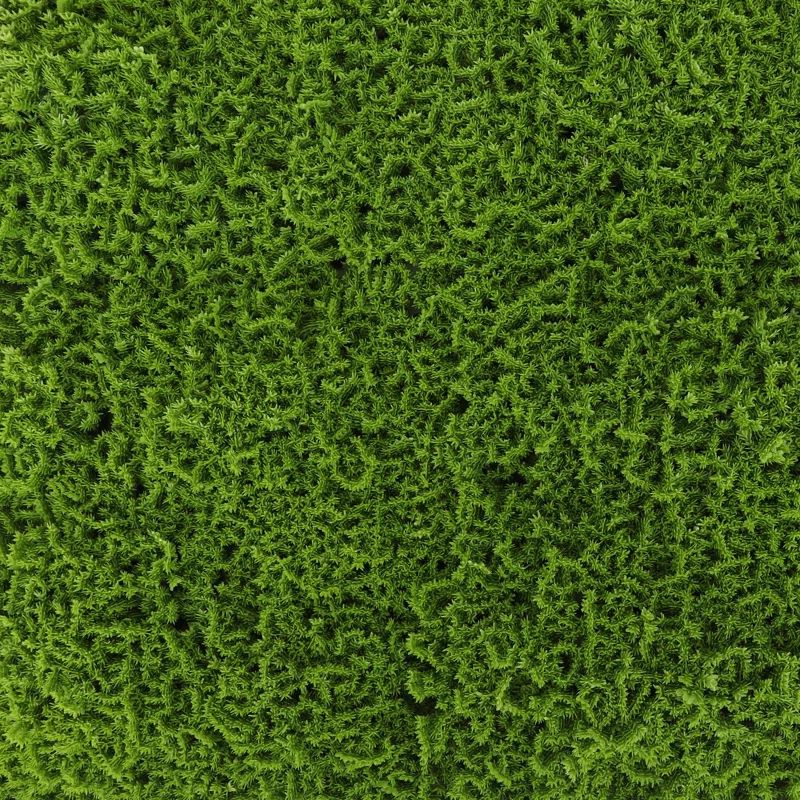 20'' x 20'' Green Faux Moss Privacy Panel