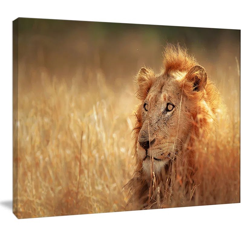 Majestic Lion in Grassland Canvas Print, 30" x 40"
