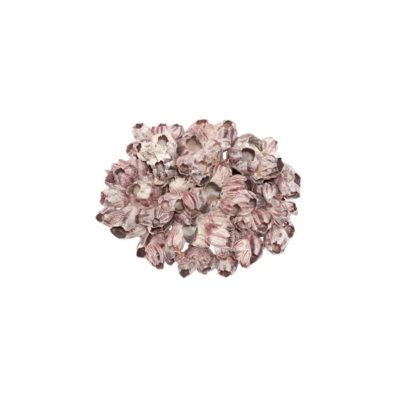 Large Beige Composite Barnacle Cluster Wall Sculpture