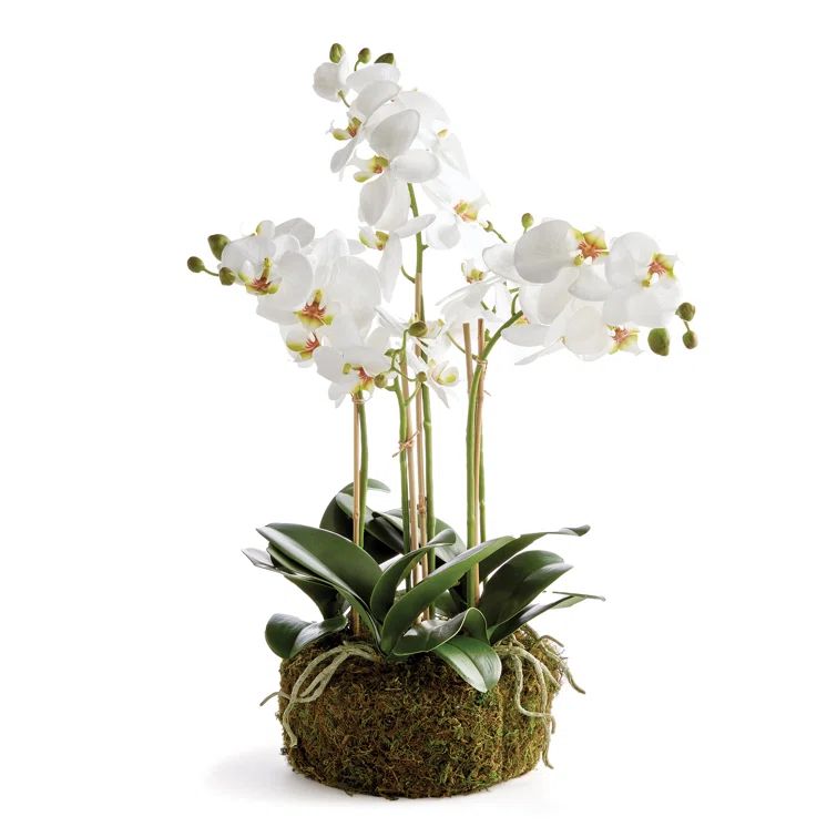 White Plastic Orchid Topiary with Moss Base, 20"