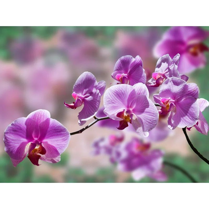 Purple Orchid Photography Canvas Art, 16 x 20 in.