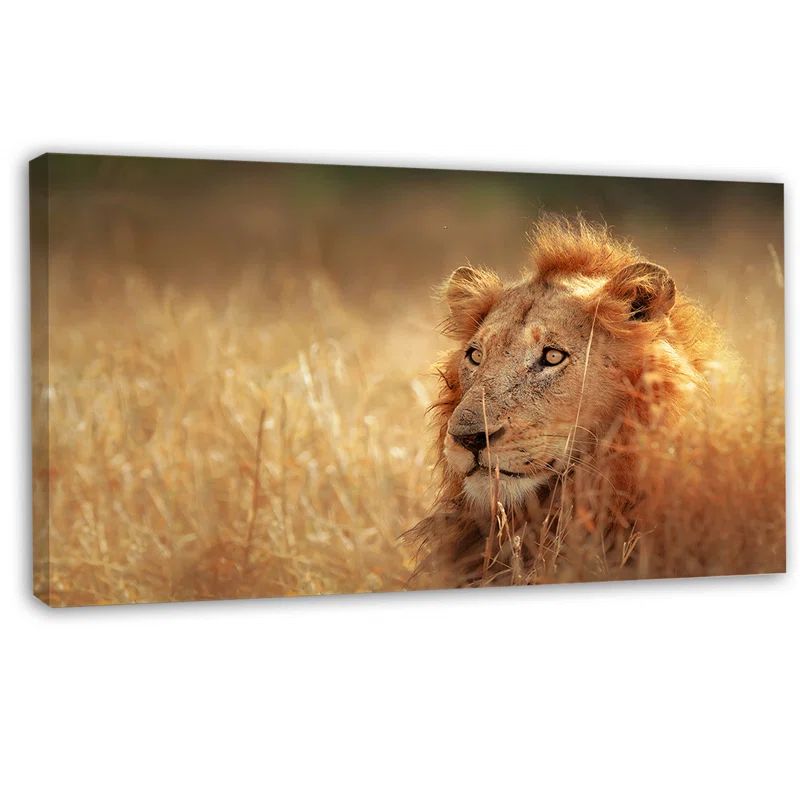 Relaxing Lion in Grassland Canvas Art Print, 16" x 32"