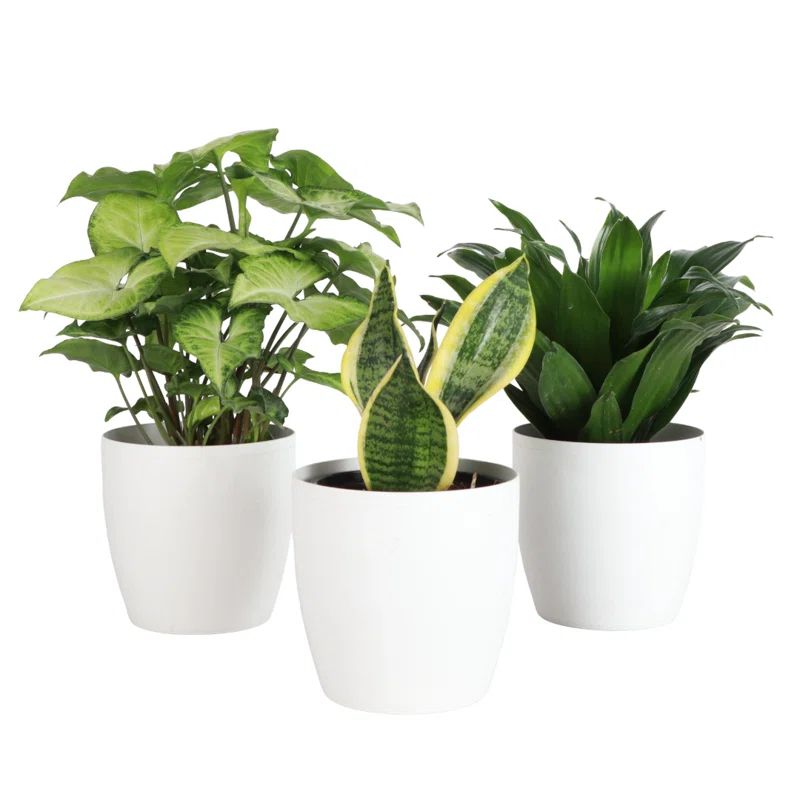 Set of 3 Indoor Green Plants with White Plastic Pots