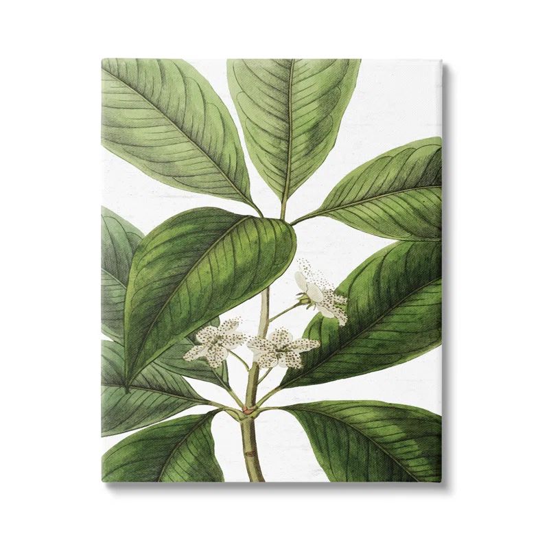 Tristania Conferta Botanical Green Leaf Canvas Print, 16 x 20