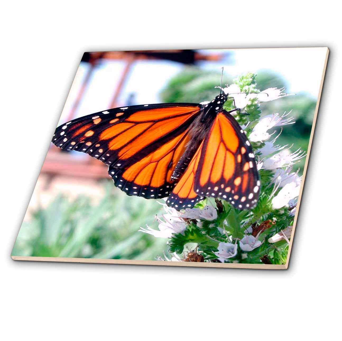 Monarch Butterfly Ceramic Tile, 12-Inch, High Gloss Finish