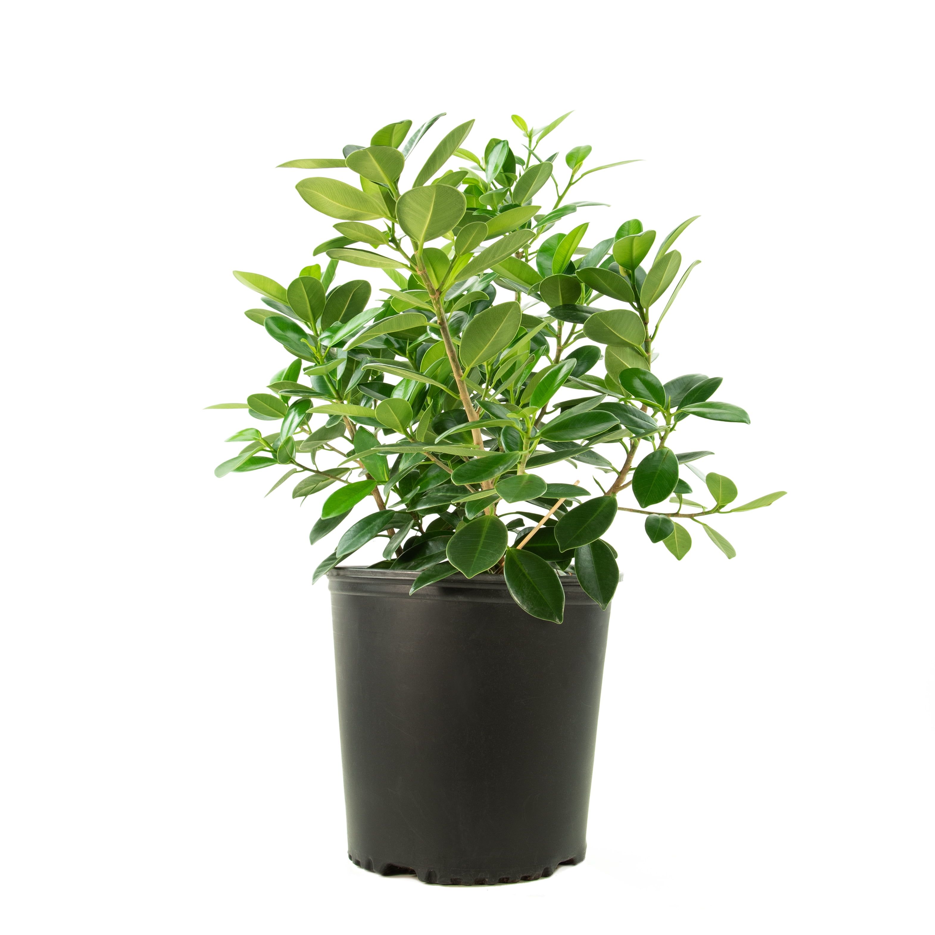 10-inch Ficus Green Island Shrub in Black Pot