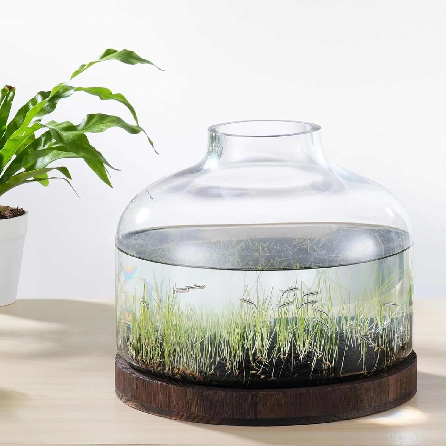 2 Gallon Clear Glass Fish Bowl with Wooden Base