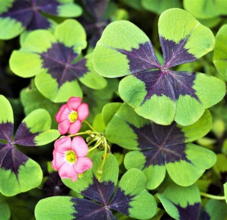 Oxalis Iron Cross Good Luck Plant Bulbs with Rosy-Pink Blooms