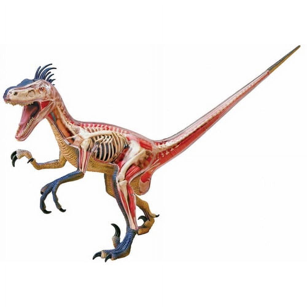 4D Velociraptor Anatomy Model with Detachable Organs