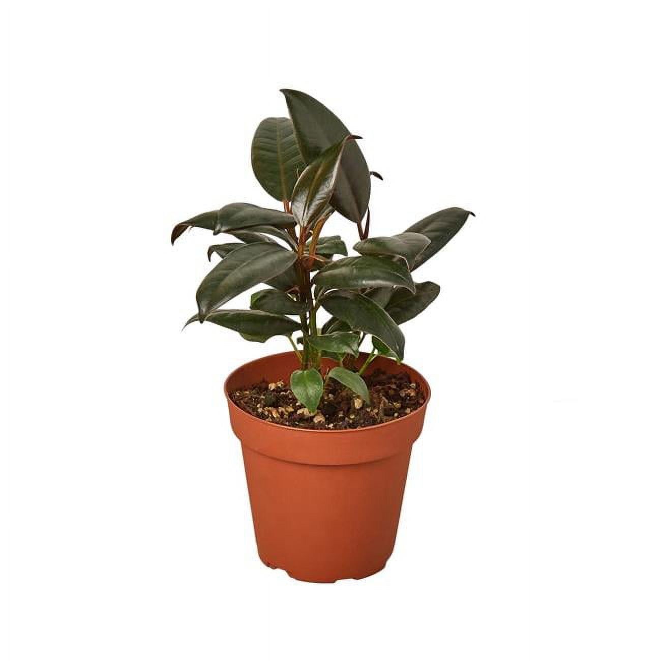 Burgundy Ficus Elastica Indoor Plant in 6" Pot