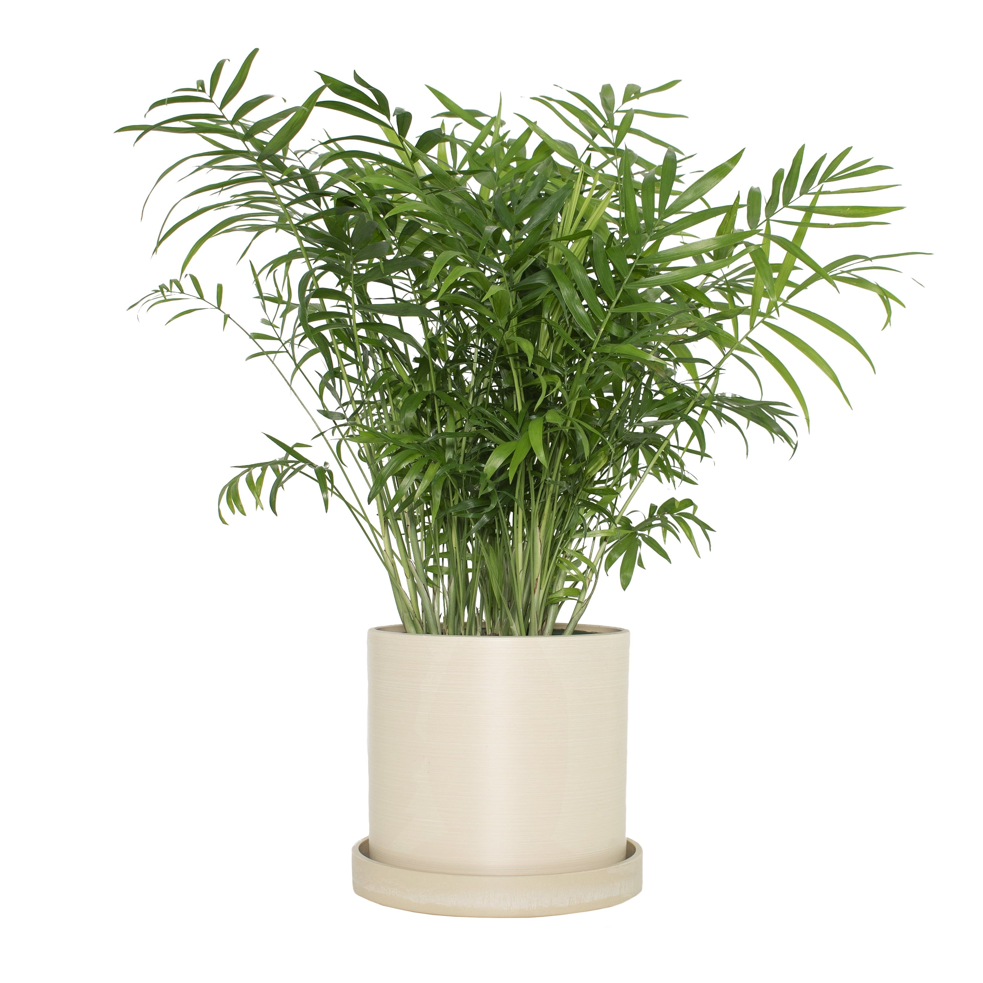 7 in. Cream Ceramic Planter with Parlor Palm Houseplant