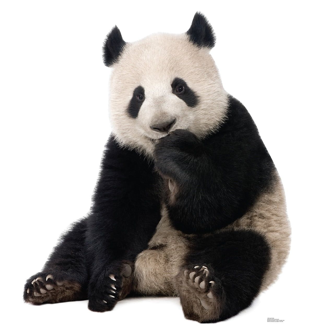 Life-Size Giant Panda Bear Cardboard Standup