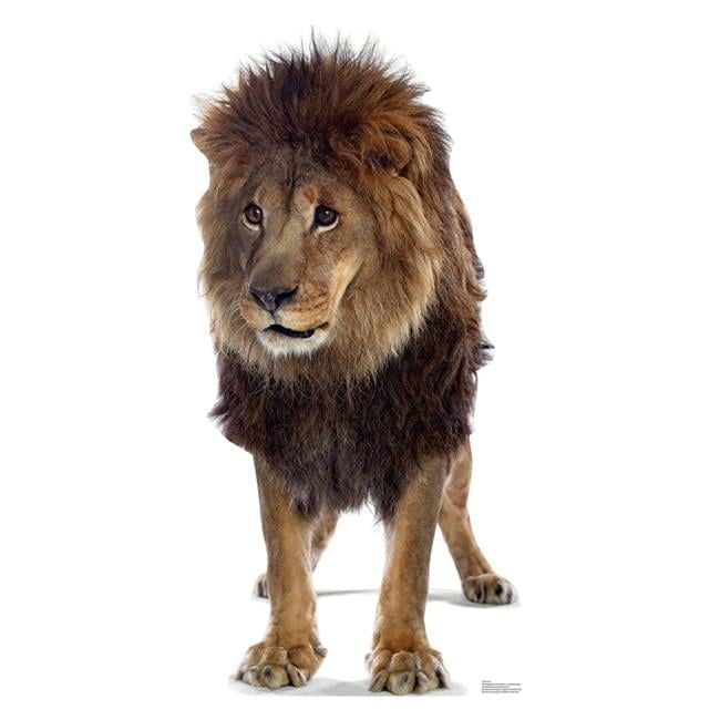 52 x 30 in. Realistic Lion Cardboard Standup