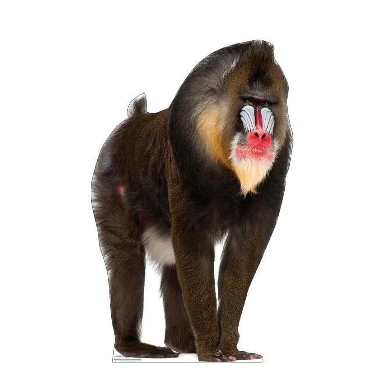 Life-Size Mandrill Cardboard Cutout Standee 43" x 27"