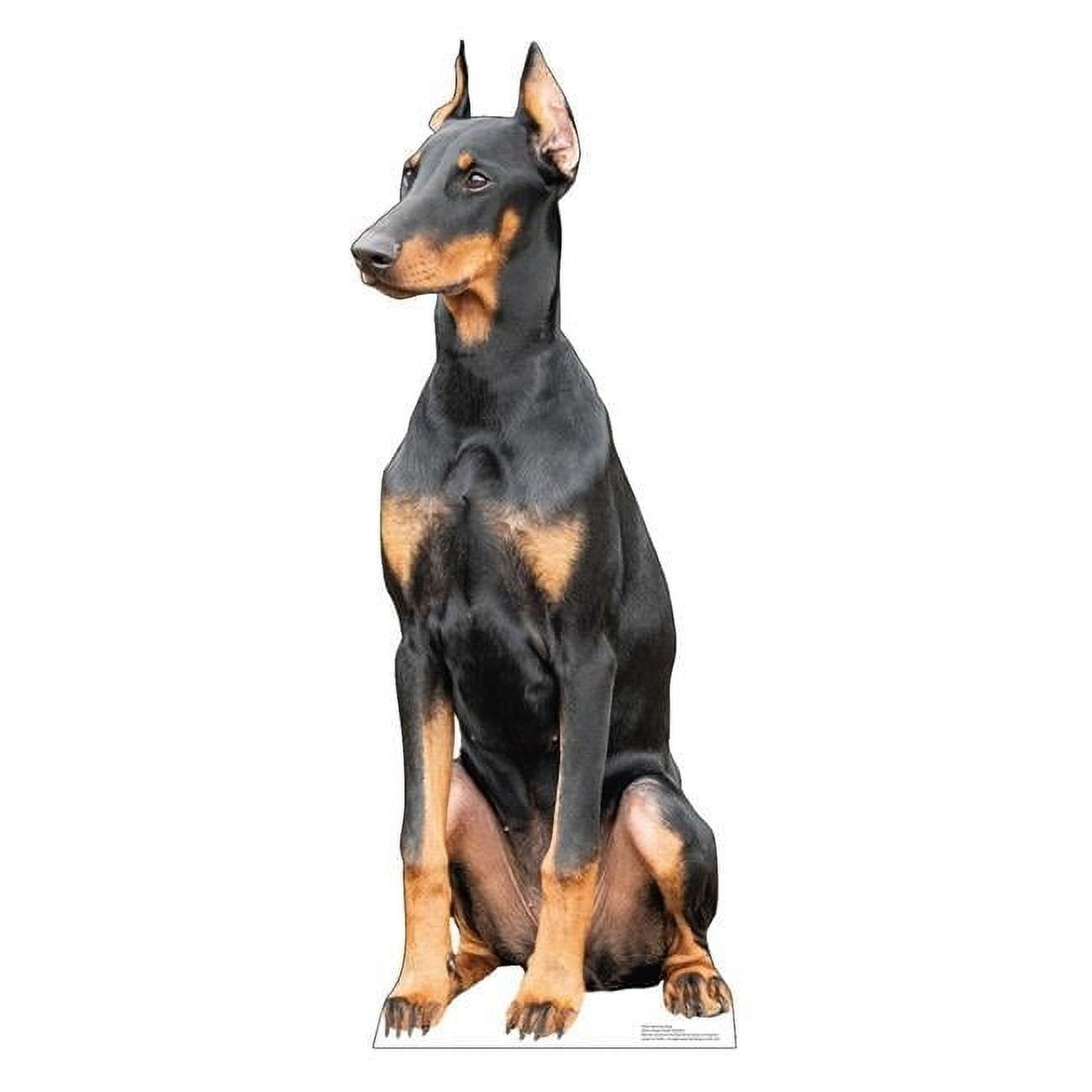 48 x 18 Inch Doberman Dog Life-Size Cardboard Cutout