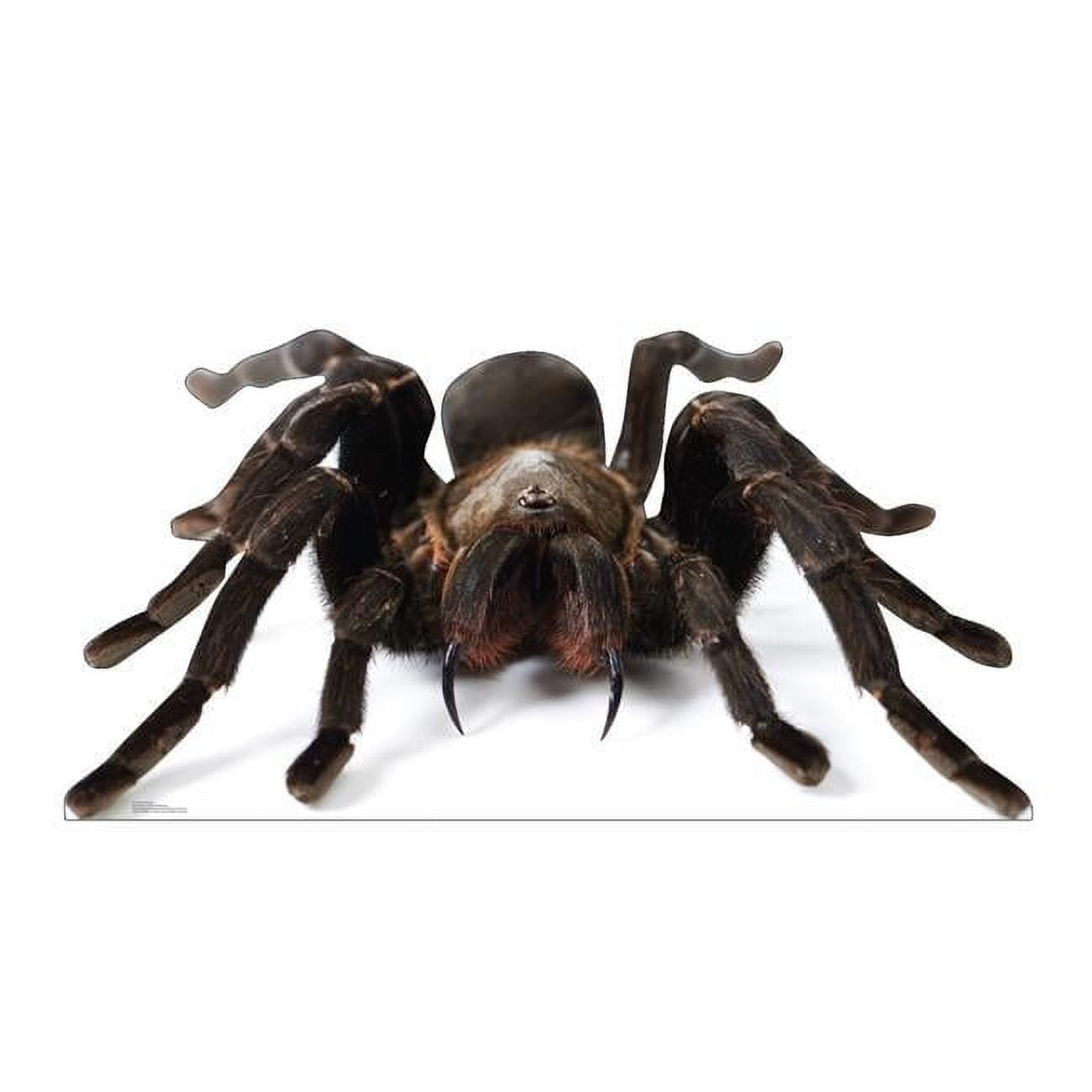 33 x 65 Inch Giant Tarantula Cardboard Cutout