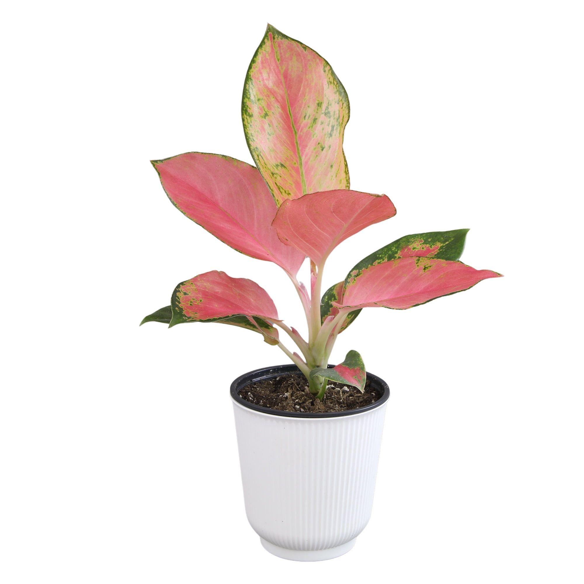 Aglaonema China Red Pink Indoor Houseplant in White Pot