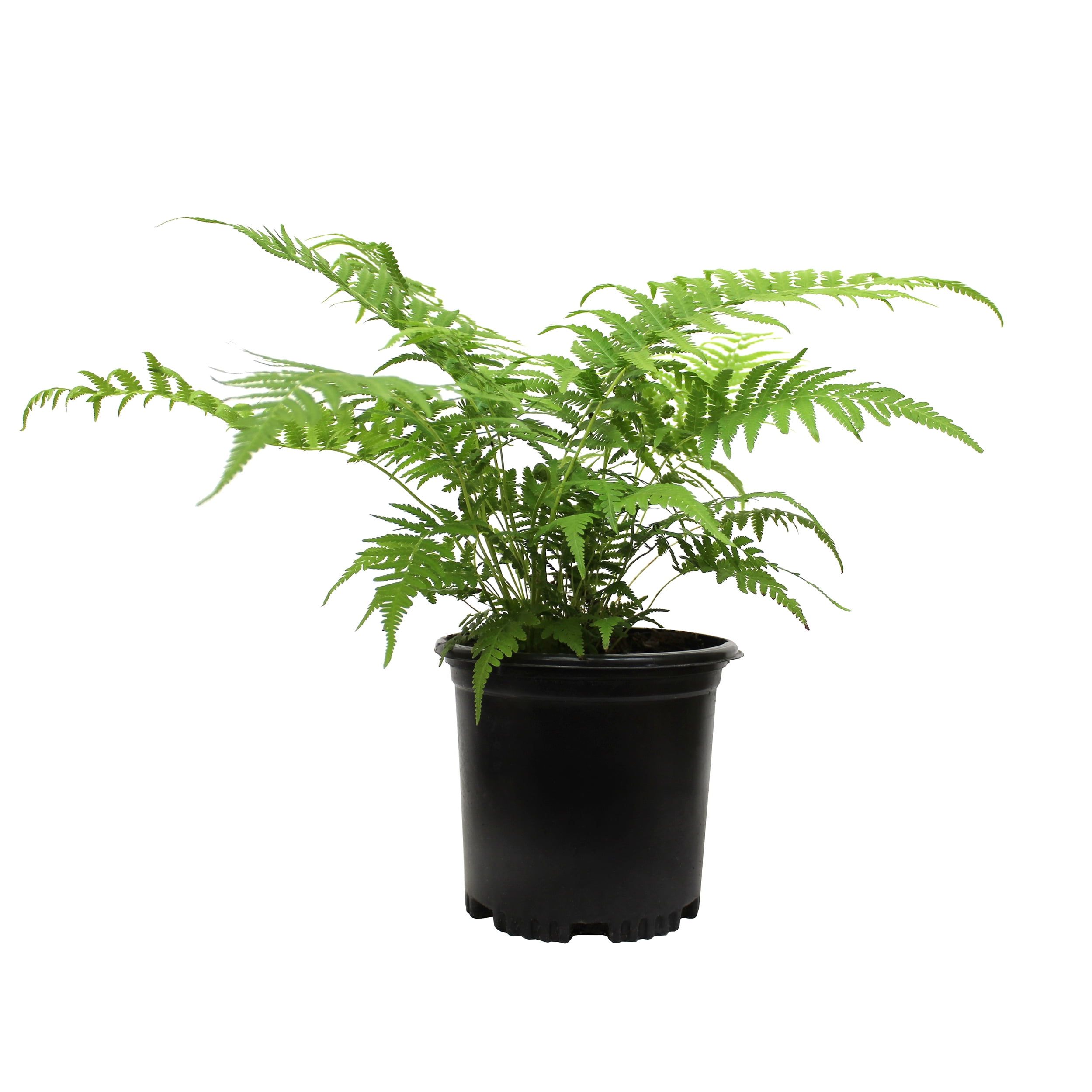 Elegant Southern Wood Fern in a Sleek 15" Planter