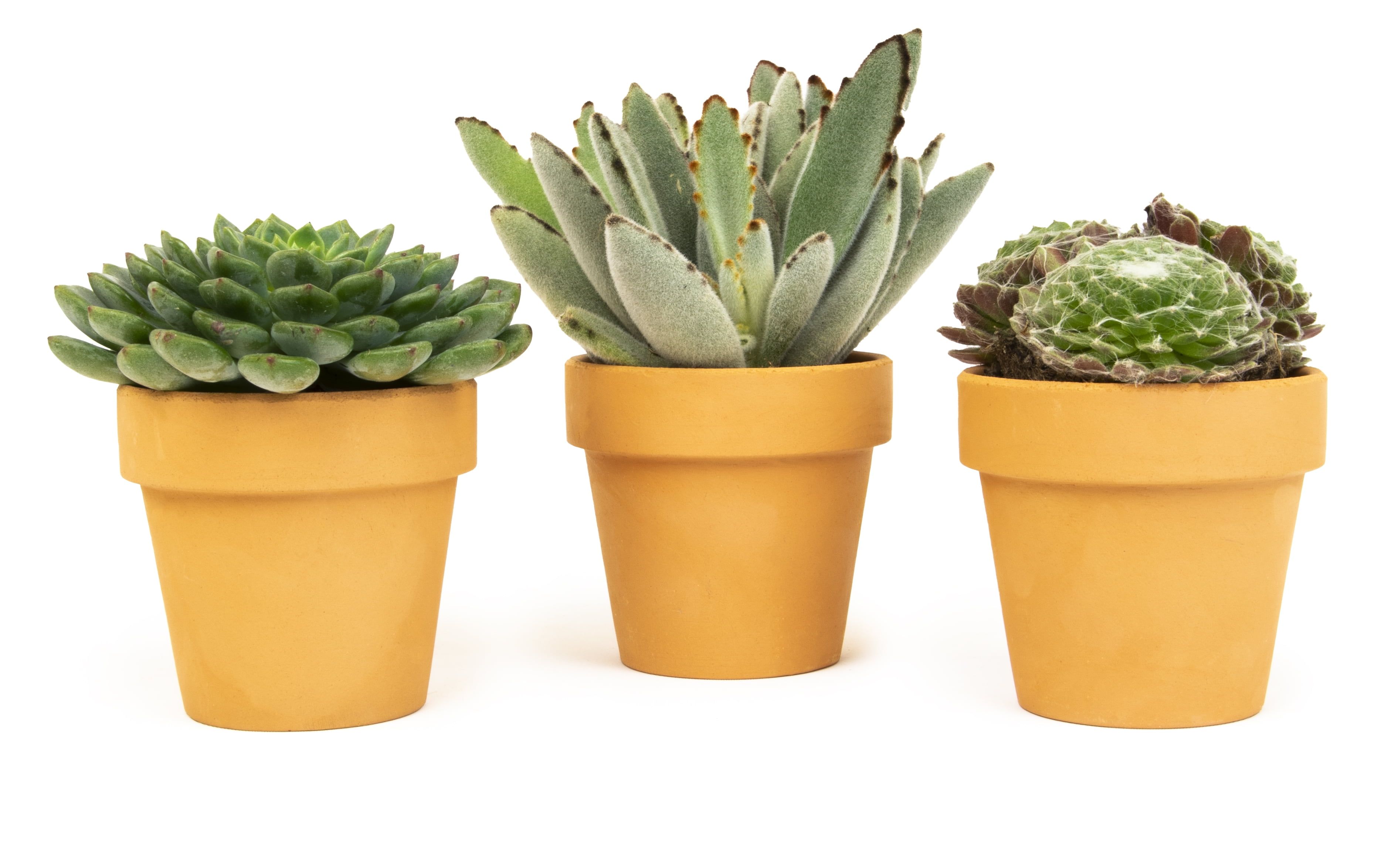 Multicolor Succulent Variety Pack in Clay Pots