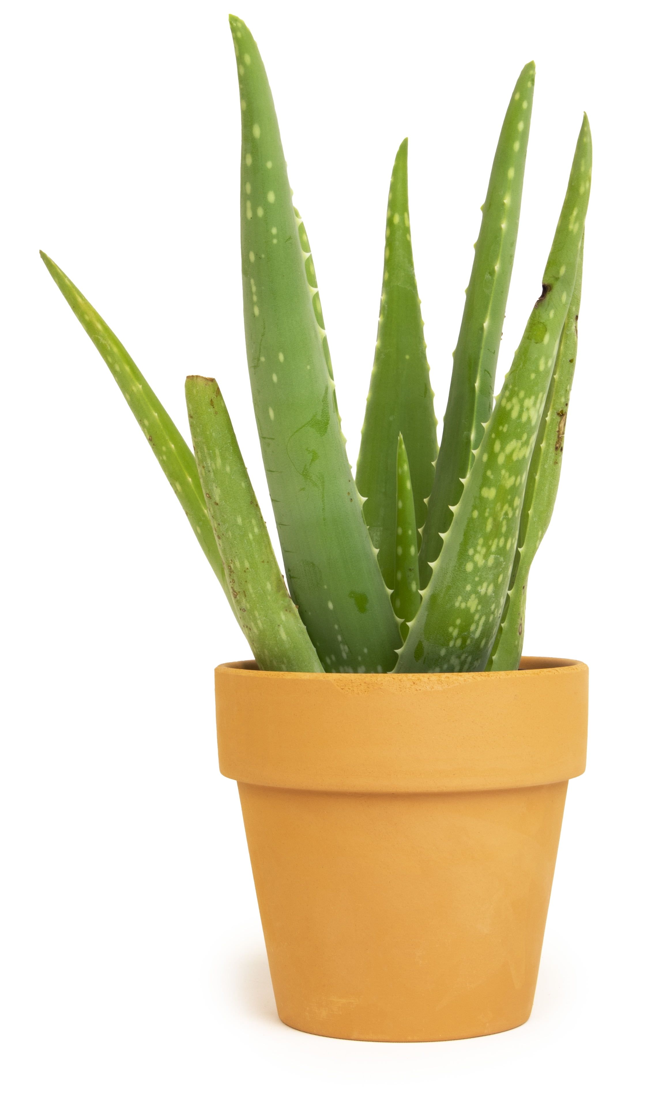 Small Aloe Vera Succulent in Terracotta Pot