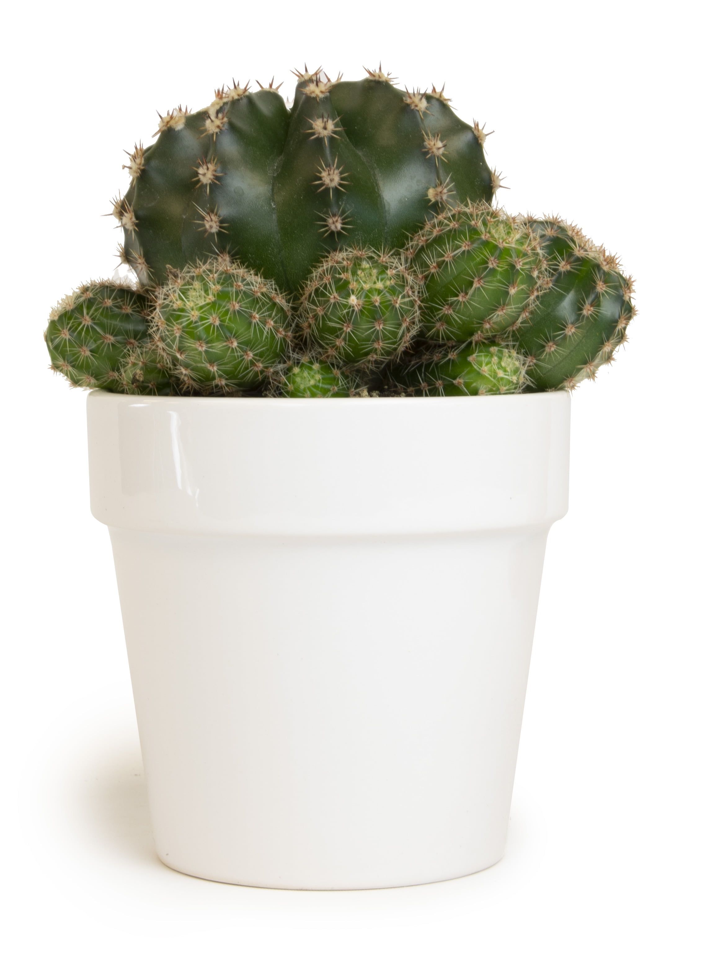 Green Cactus in White Clay Planter, 9" Tall