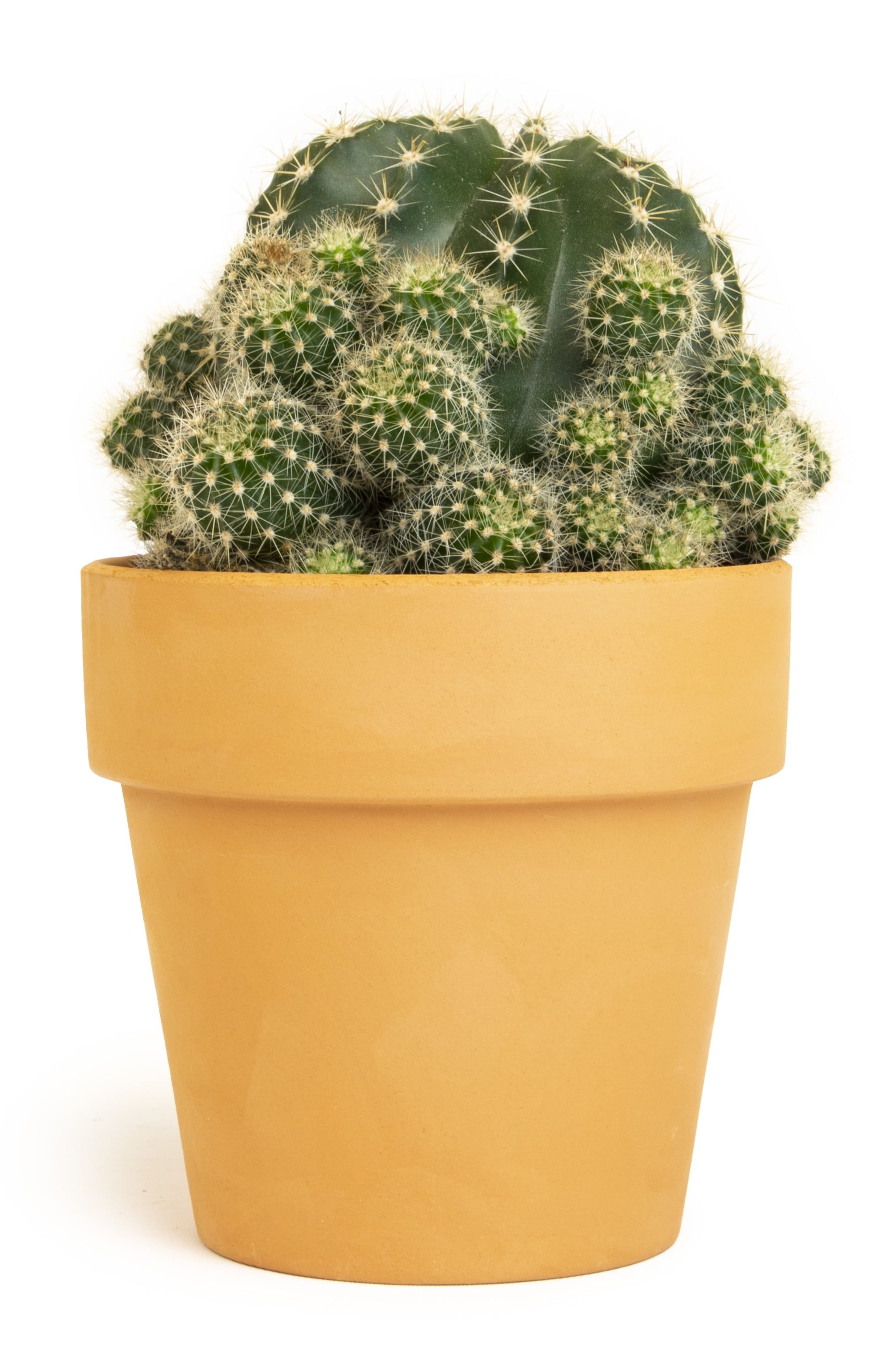 Green Cactus in Clay Pot for Indoor/Outdoor Use