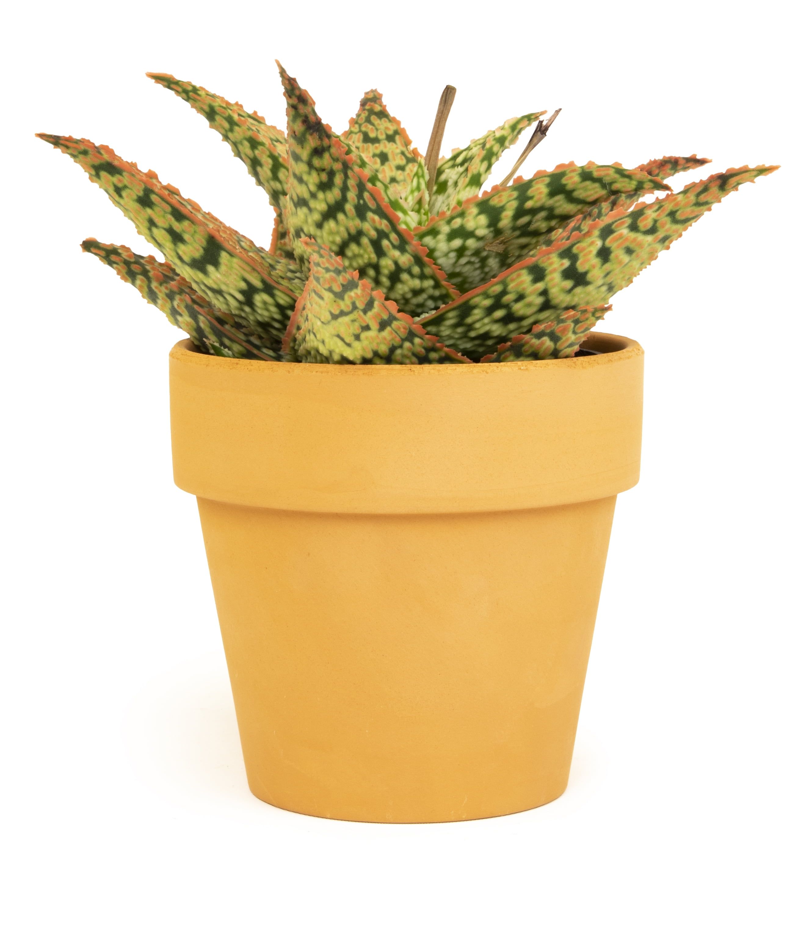 Star Aloe Succulent in Terracotta Clay Pot, 3.5 Inch