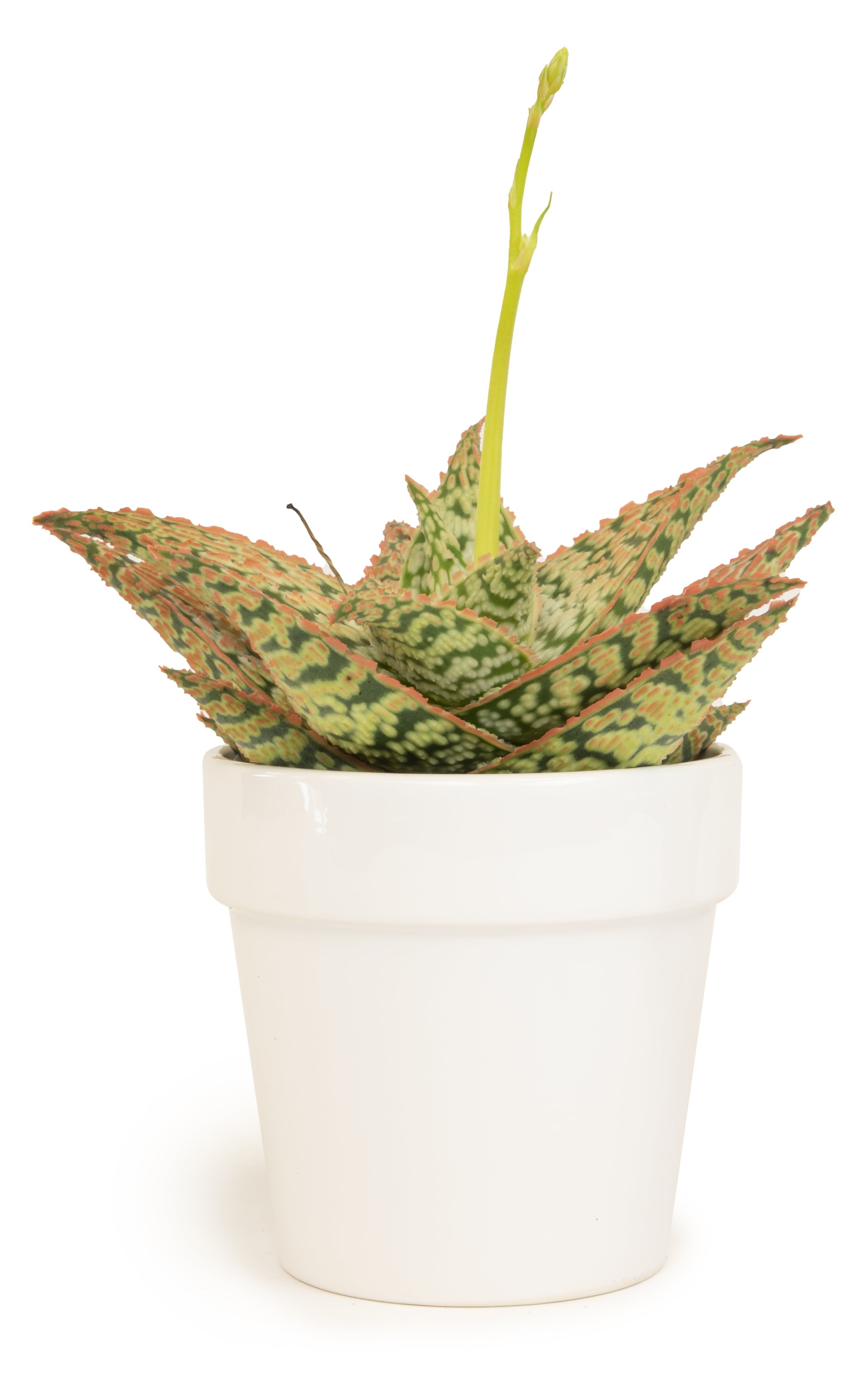 Star Aloe Succulent in White Glazed Clay Pot