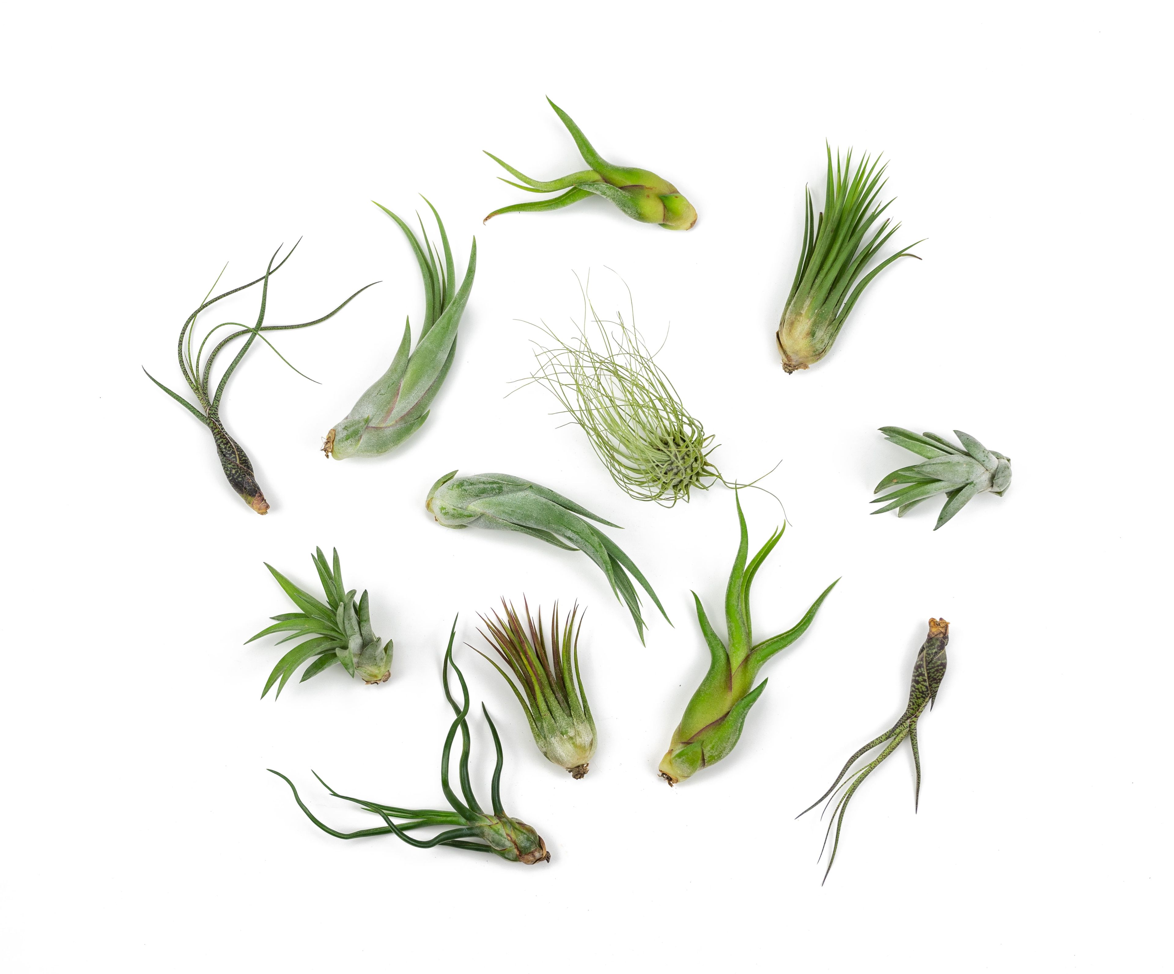 Assorted Tillandsia Air Plants Pack of 12