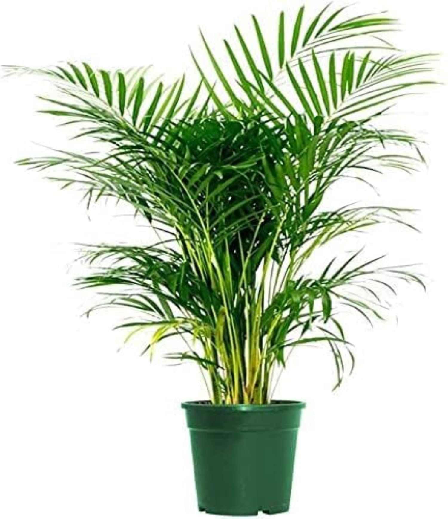 Elegant 6-Inch Green Areca Palm Indoor/Outdoor Plant