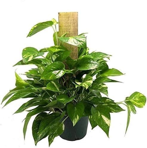 Golden Pothos Totem Pole with Heart-Shaped Green Leaves in 6-Inch Pot