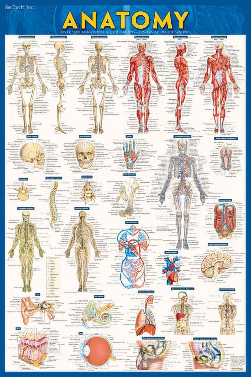 Laminated 24x36 Anatomy Poster with Detailed Illustrations