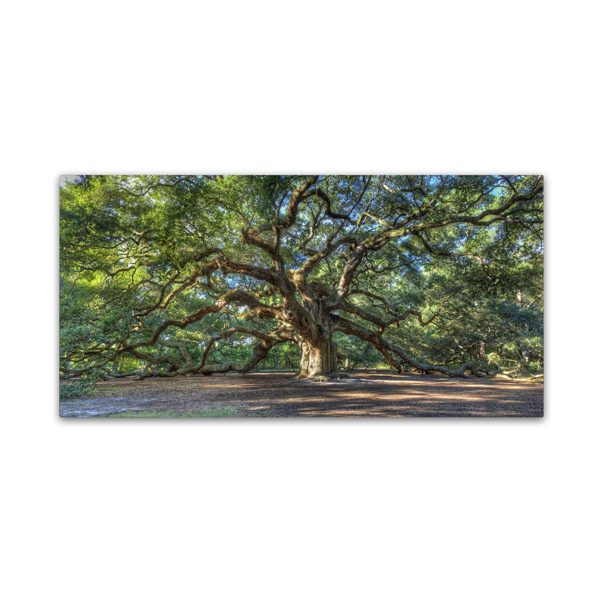 Angel Oak Charleston Large Landscape Canvas Wall Art