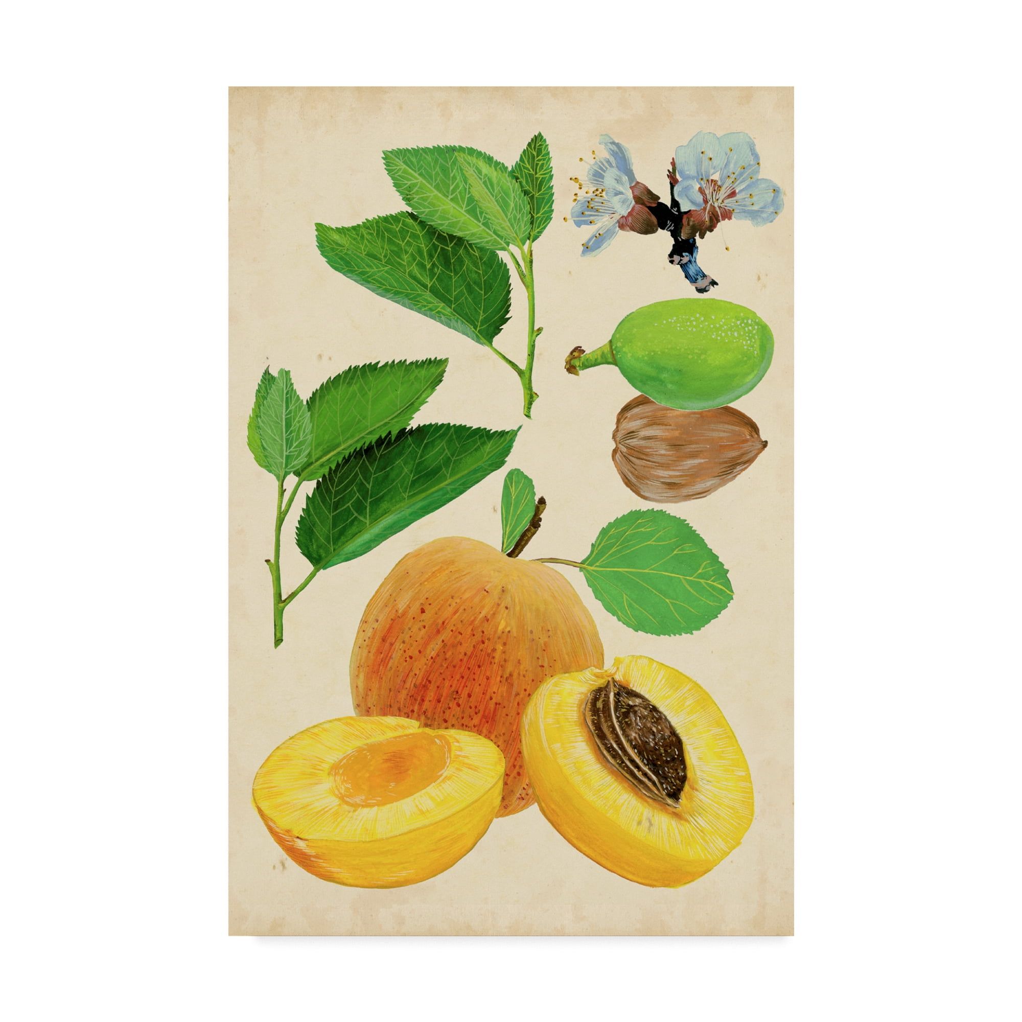 Apricot Study Beige and Green Canvas Art