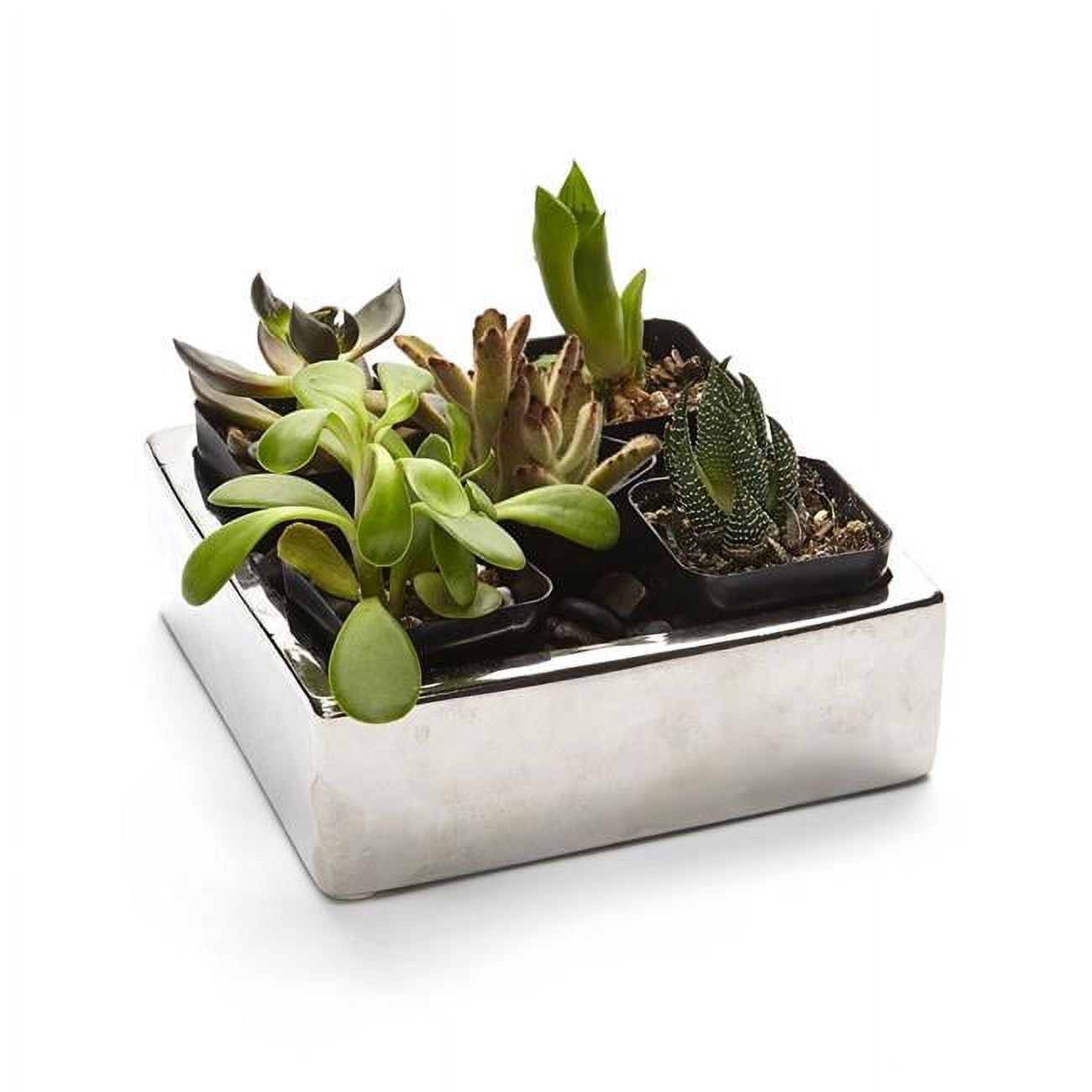 Tranquil Oasis Five-Piece Succulent Garden with Polished Stones