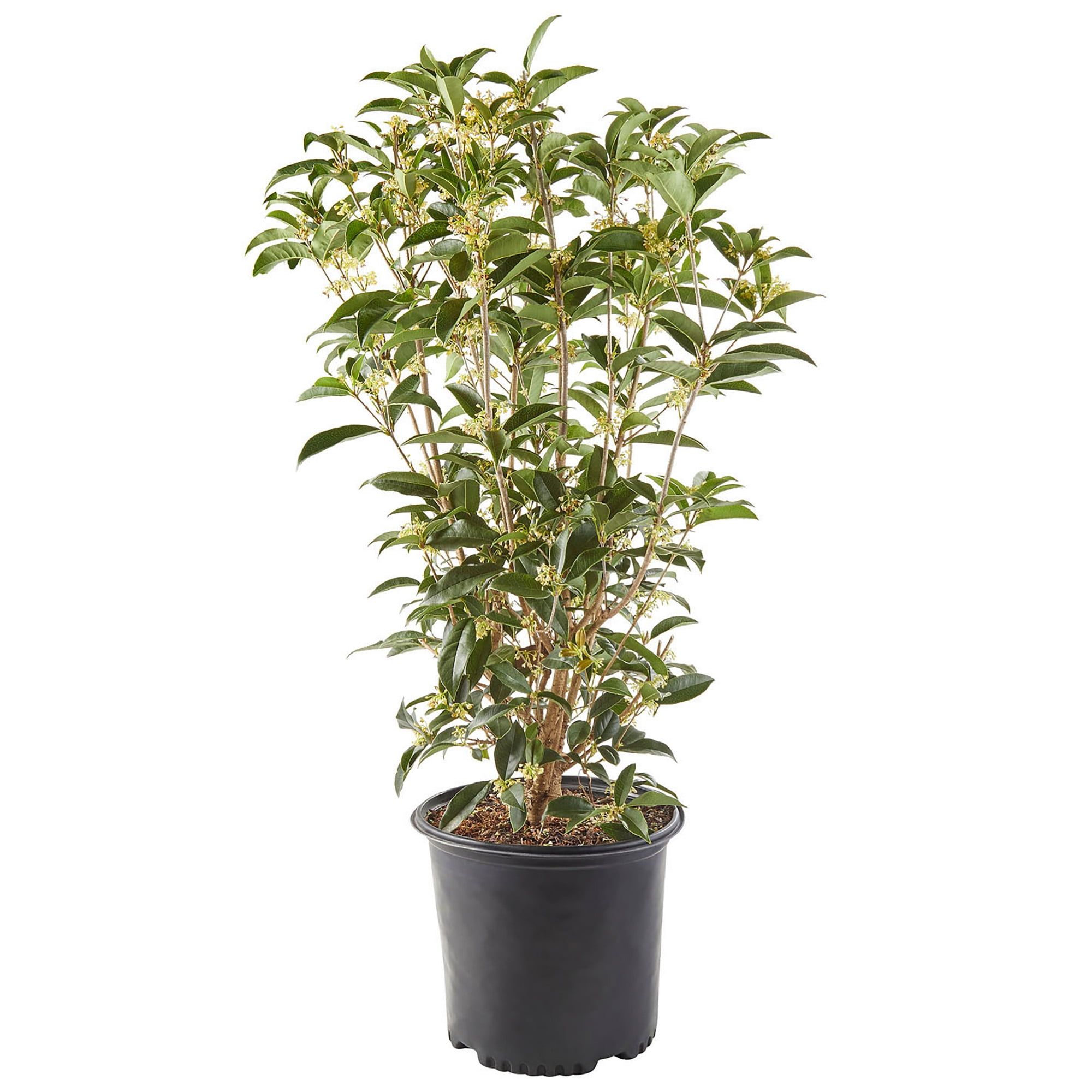 2.25 Gallon White Osmanthus Fragrant Evergreen Shrub