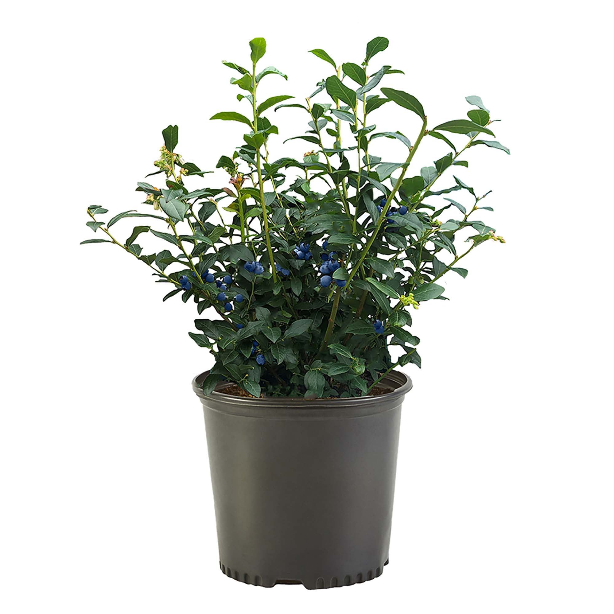 Biloxi Blueberry Plant with White Flowers in 2.25 Gallon Container