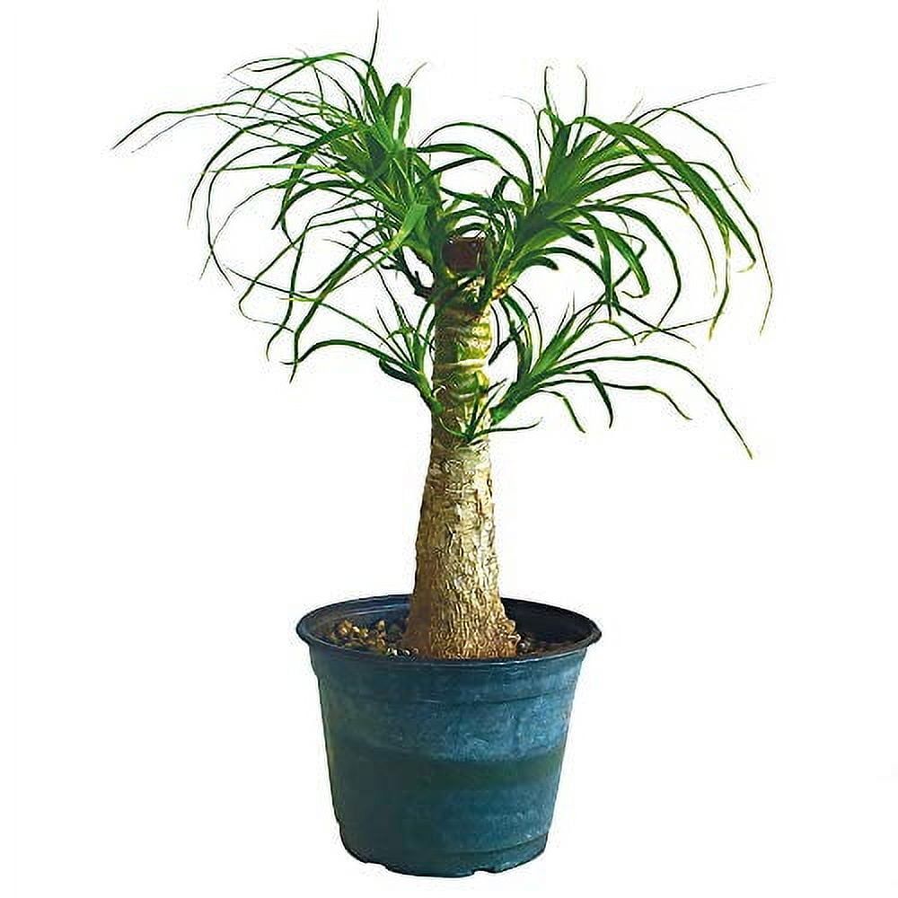 Medium Green Ponytail Palm Bonsai in Black Plastic Pot