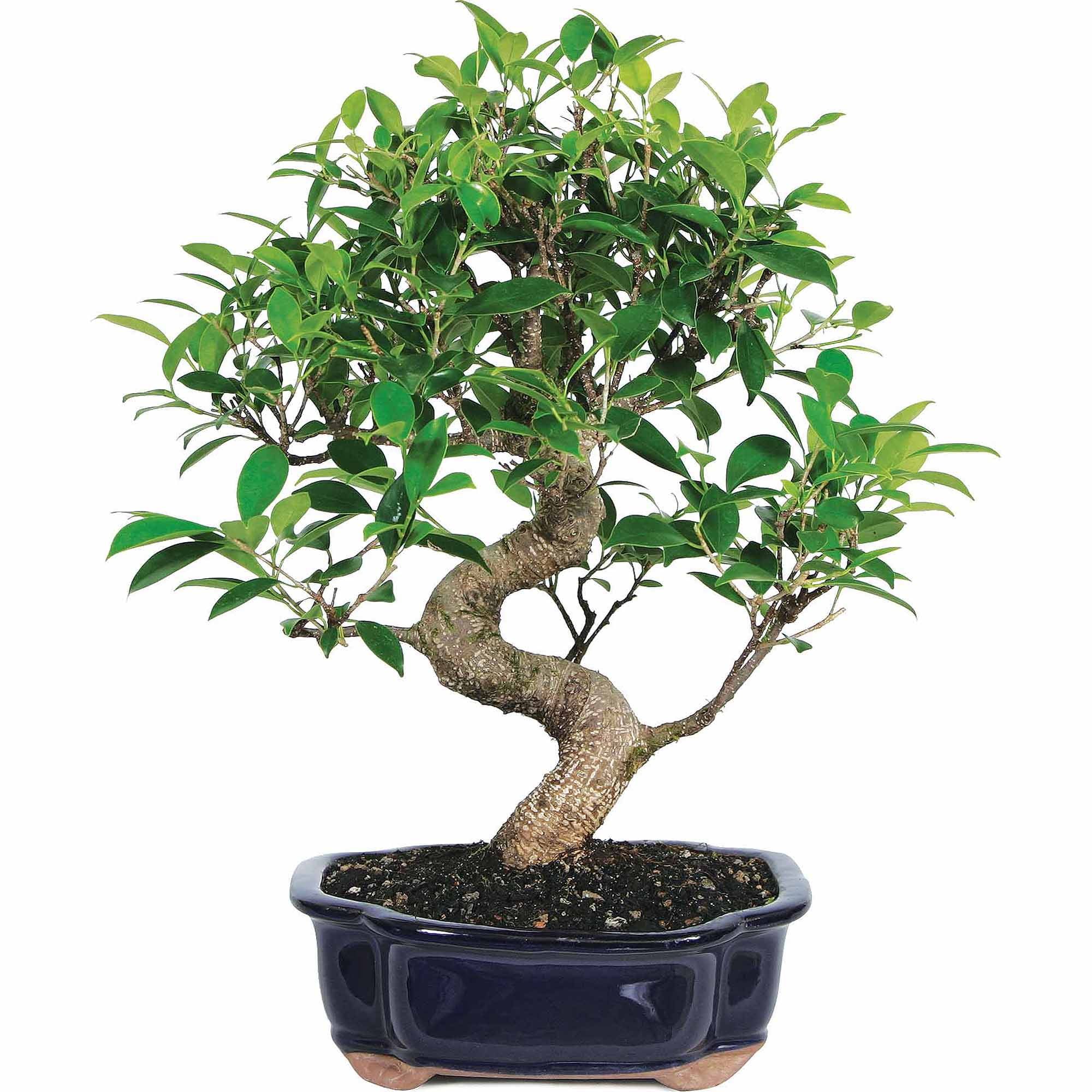 Golden Gate Ficus Bonsai Tree in Blue Ceramic Planter