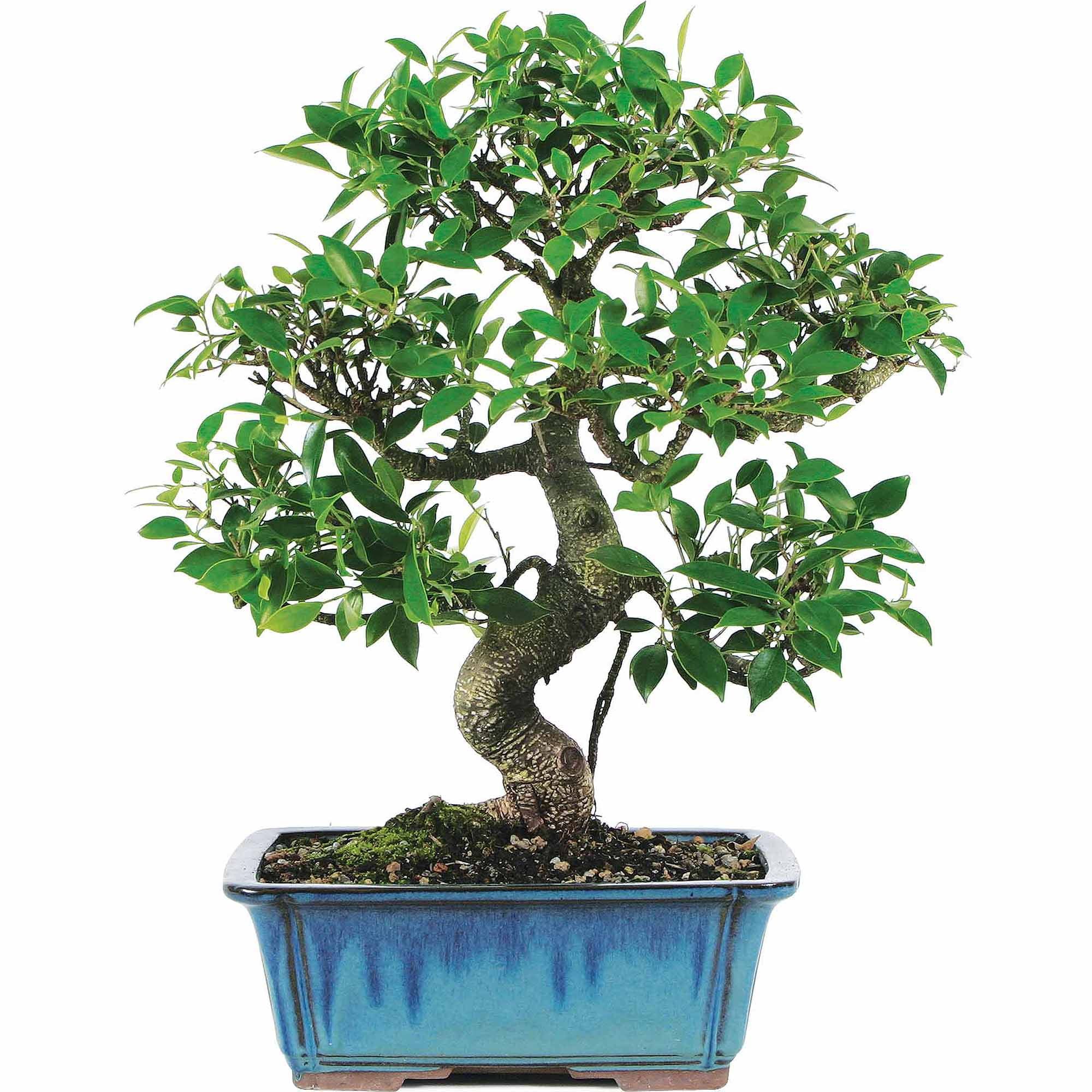 Golden Gate Ficus Bonsai in Assorted Clay Container