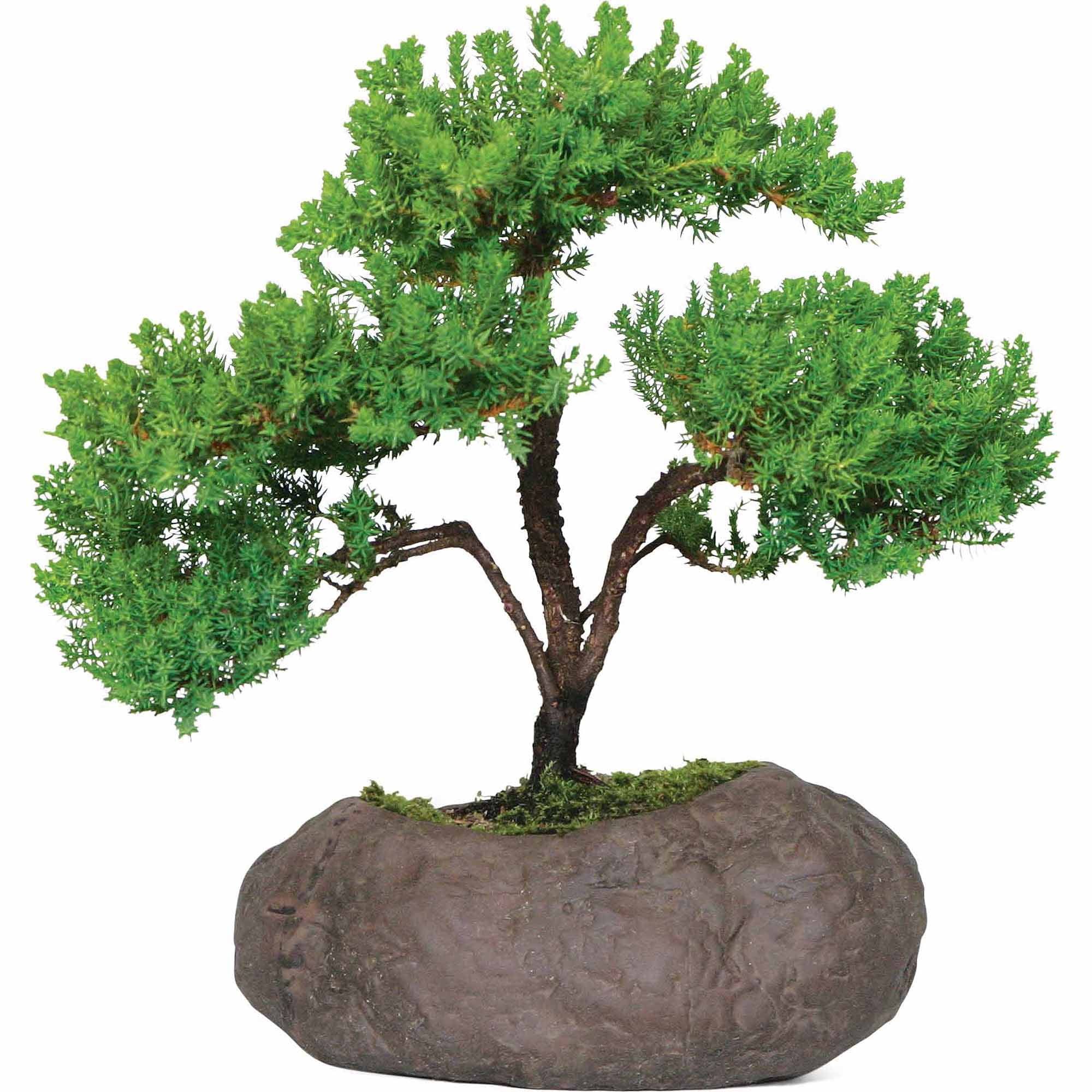 Green Mound Juniper Bonsai Tree in Rock Pot