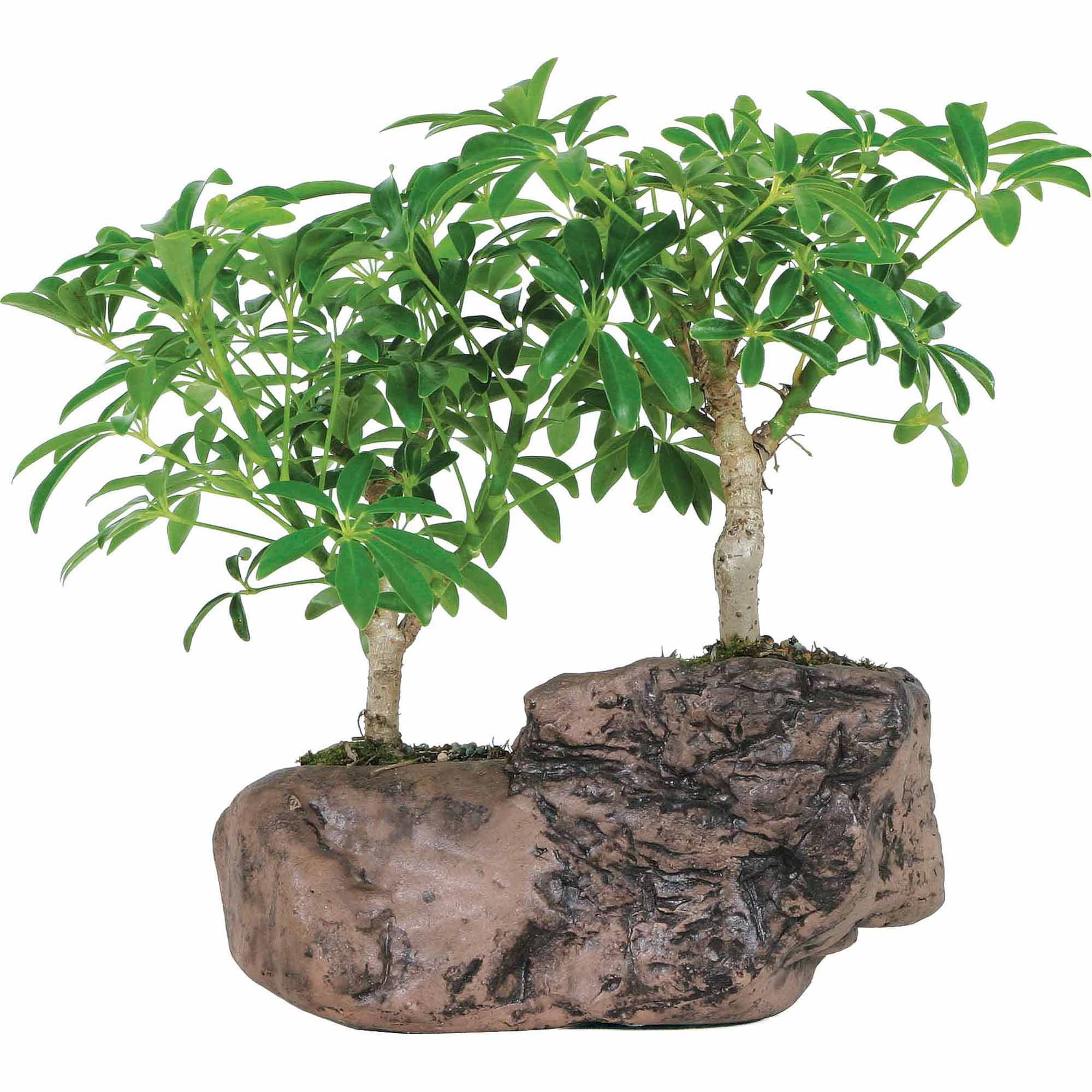 Schefflera Arboricola 5-Year-Old Bonsai in Rock Pot