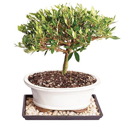 Evergreen Gardenia Bonsai Tree with Ceramic Pot and Tray