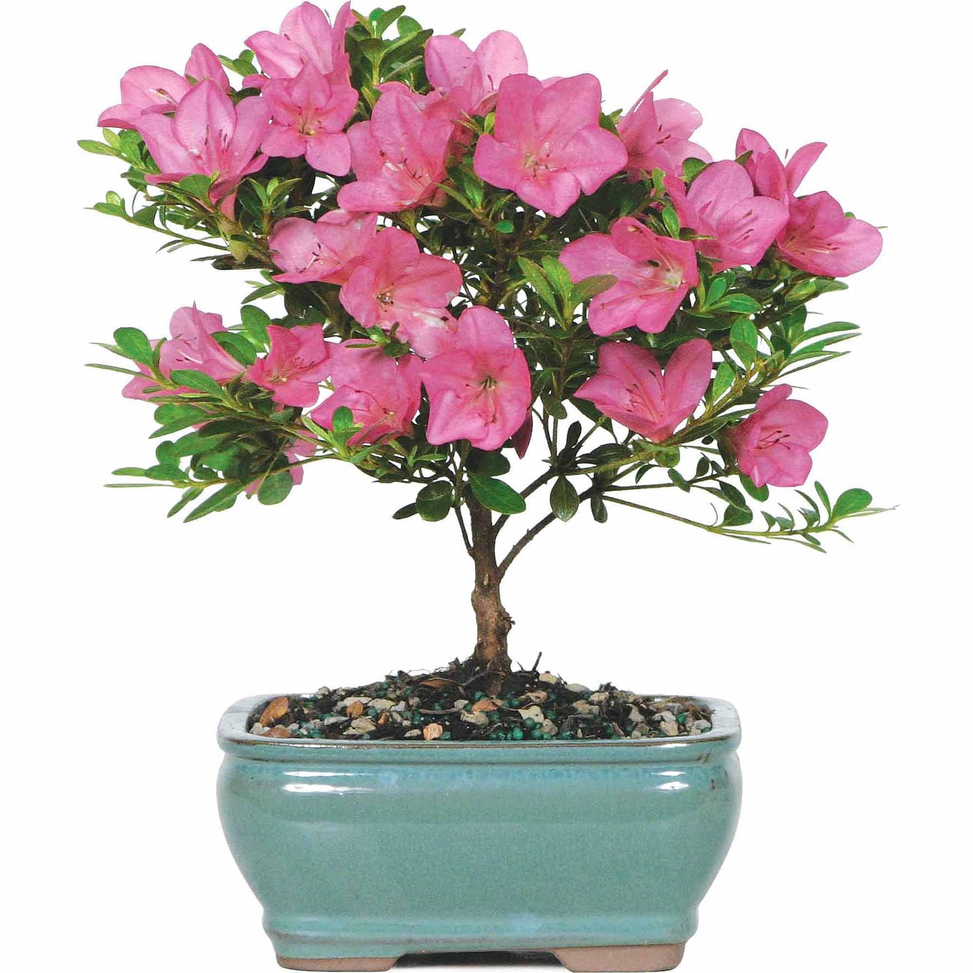 Small Pink Satsuki Azalea Bonsai in Ceramic Planter