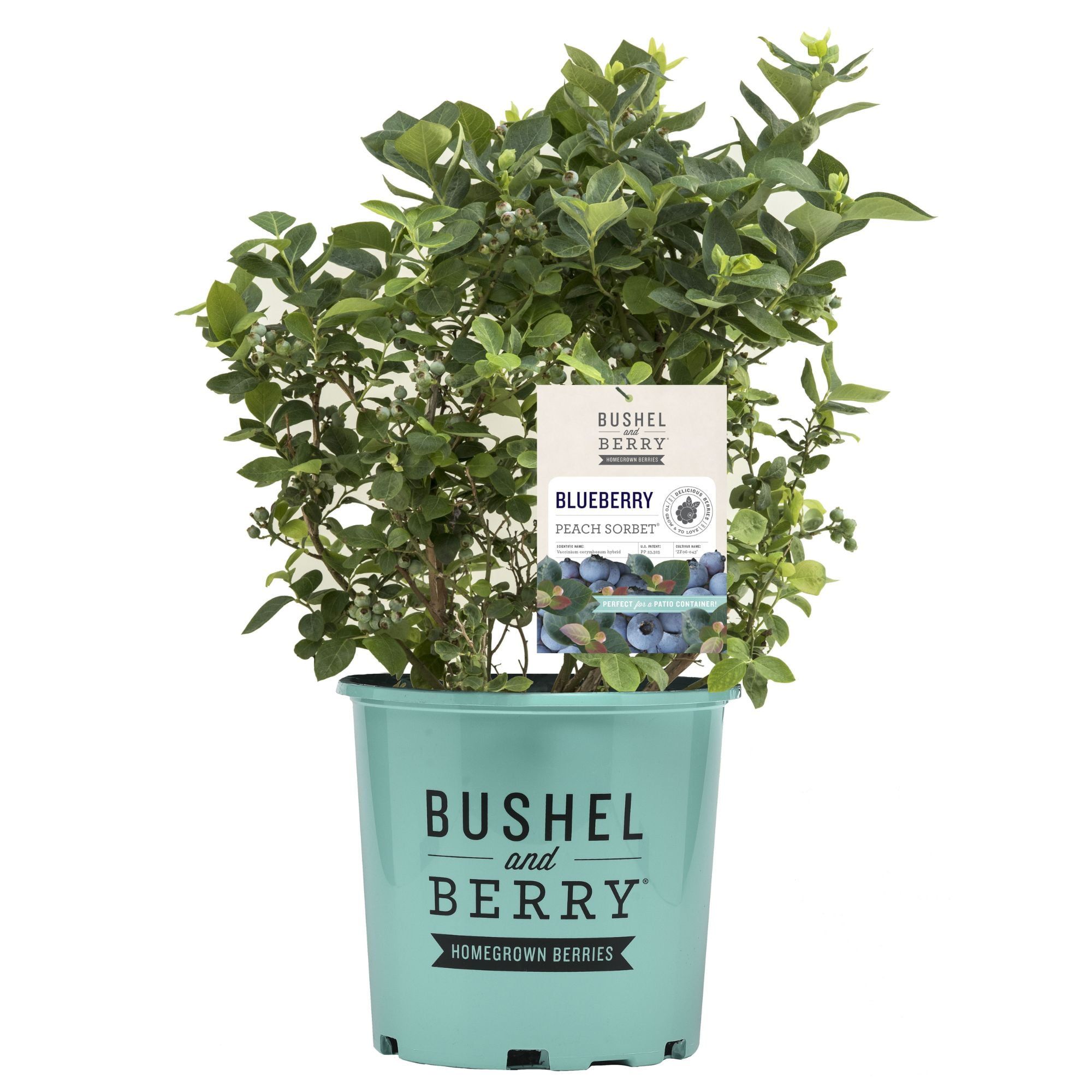 Peach Sorbet Blueberry Plant in 2-Gallon Container