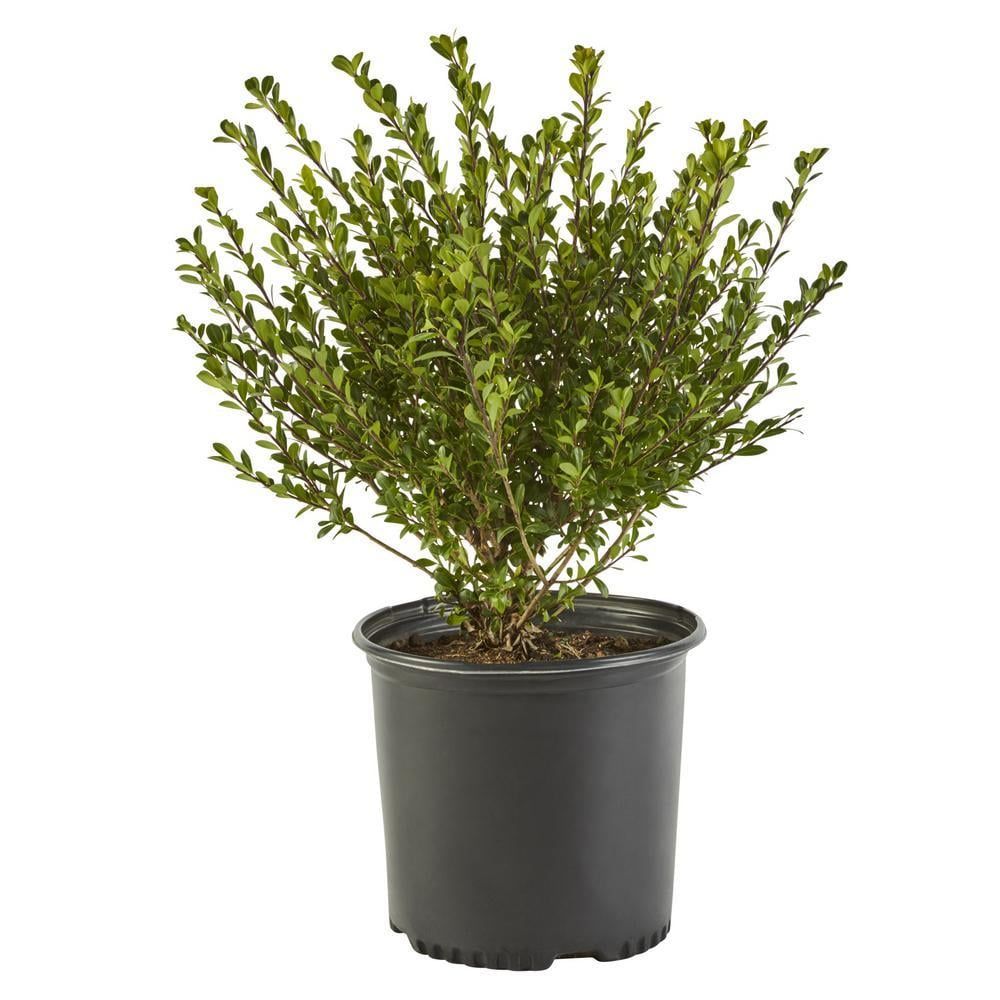 Compacta Holly Evergreen Shrub in 2.25 Gallon Container