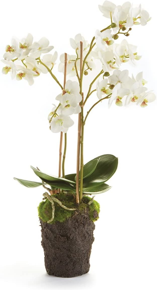 20-Inch White Phalaenopsis Orchid Drop-In Arrangement