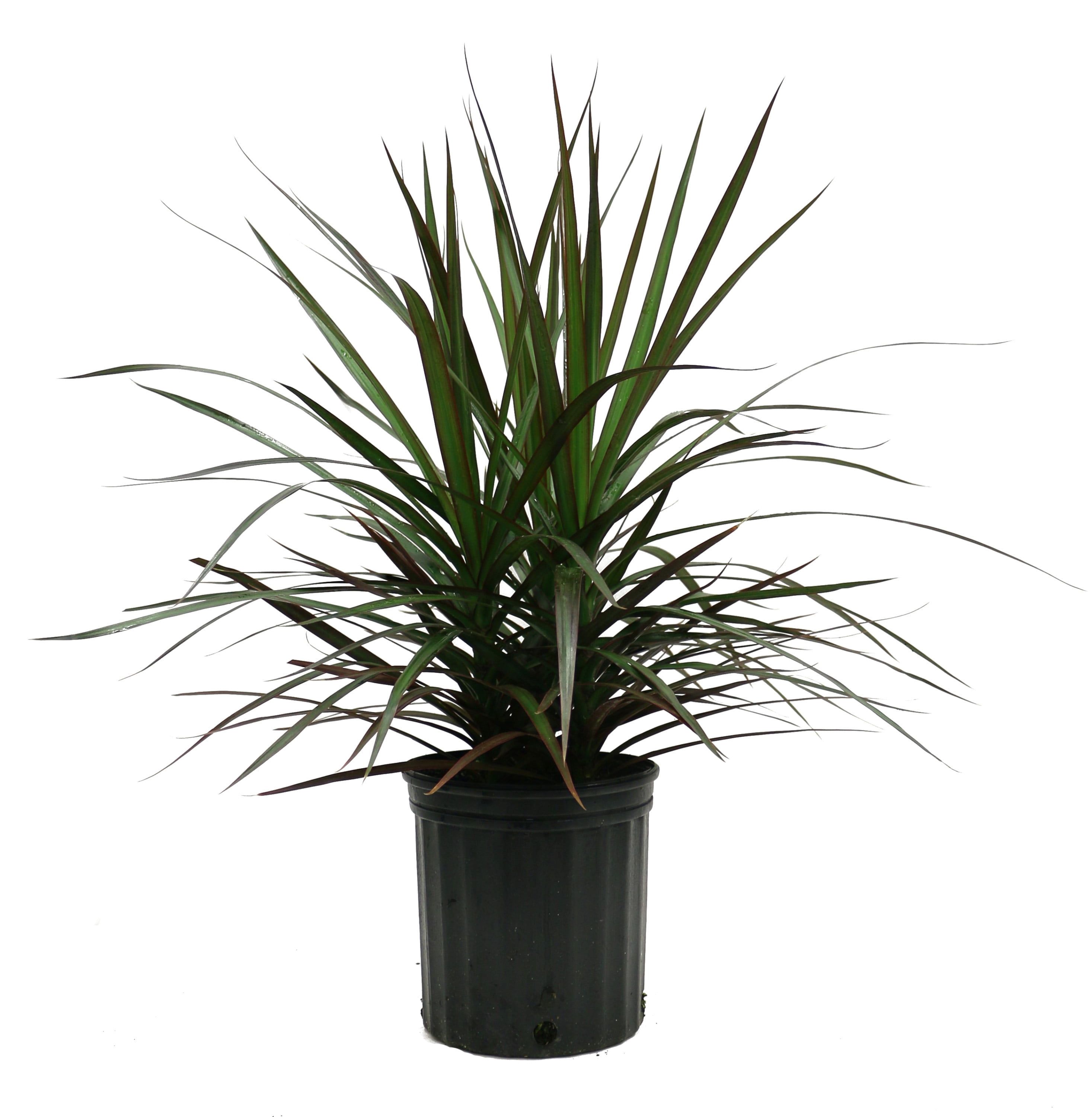 Large Indoor/Outdoor Dracaena Marginata in Black Grower Pot