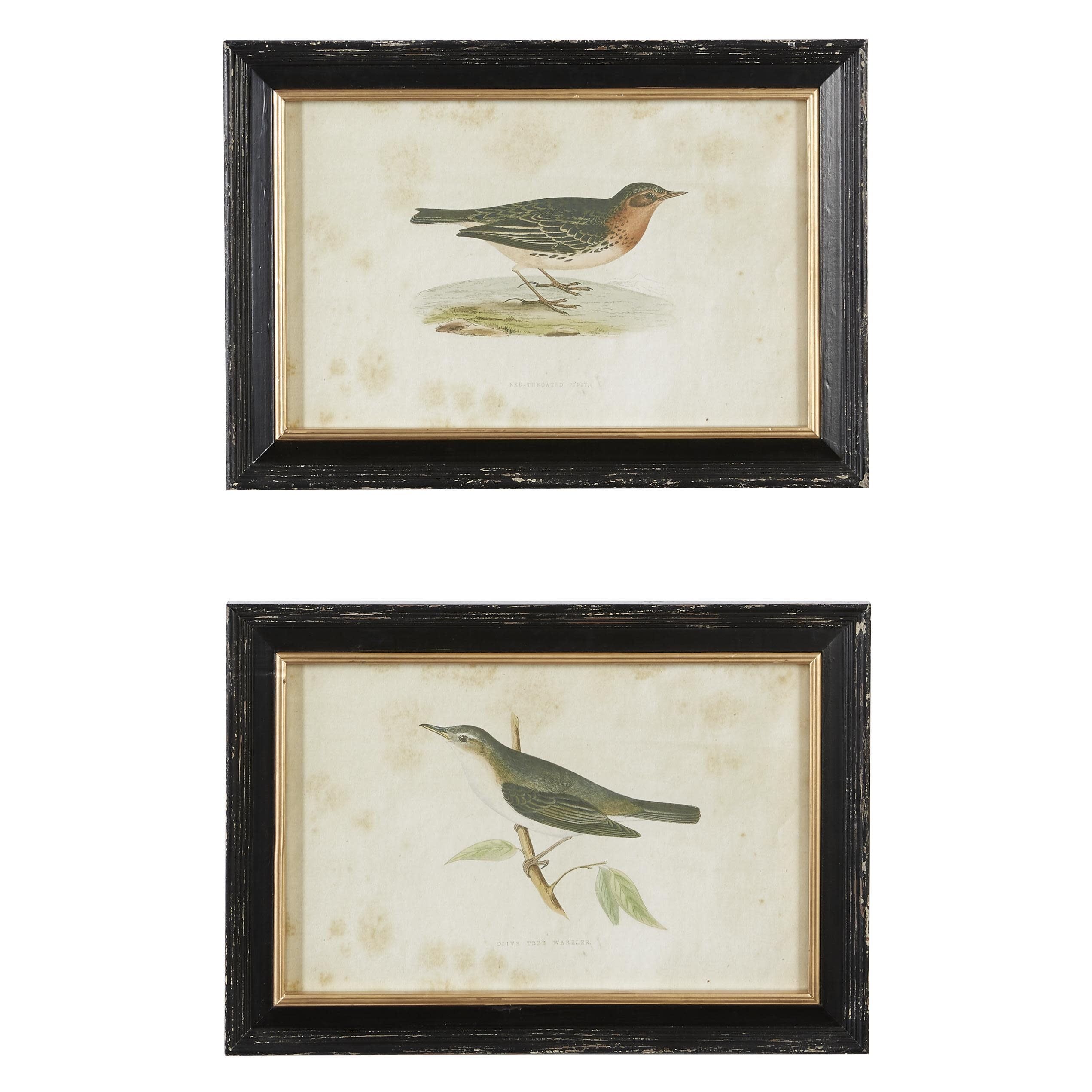 Black Framed Bird Print Wall Art Set, 20" x 14"